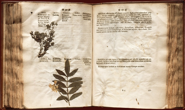 Johannes de Buchwalds "Specimen Medico-practico-botanicum"